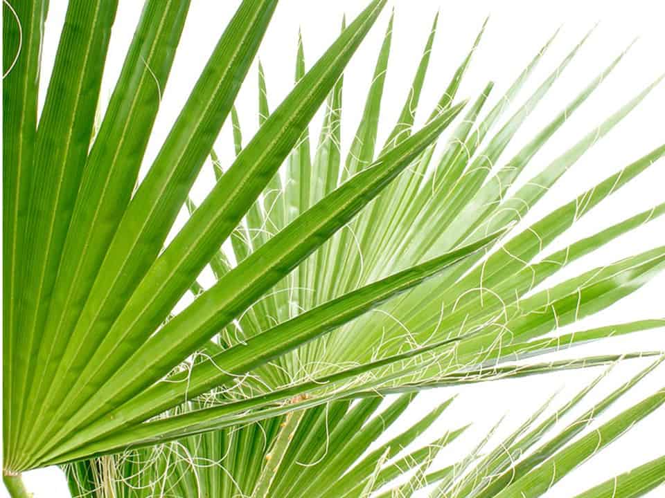 Palm huren? Trachycarpus palm met kruin op stam voor uw festival of feest