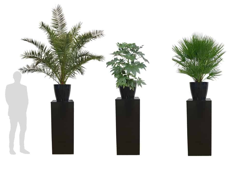 hoe vaak handicap Afstoten Planten / Palmen op Sokkel - Van Straalen